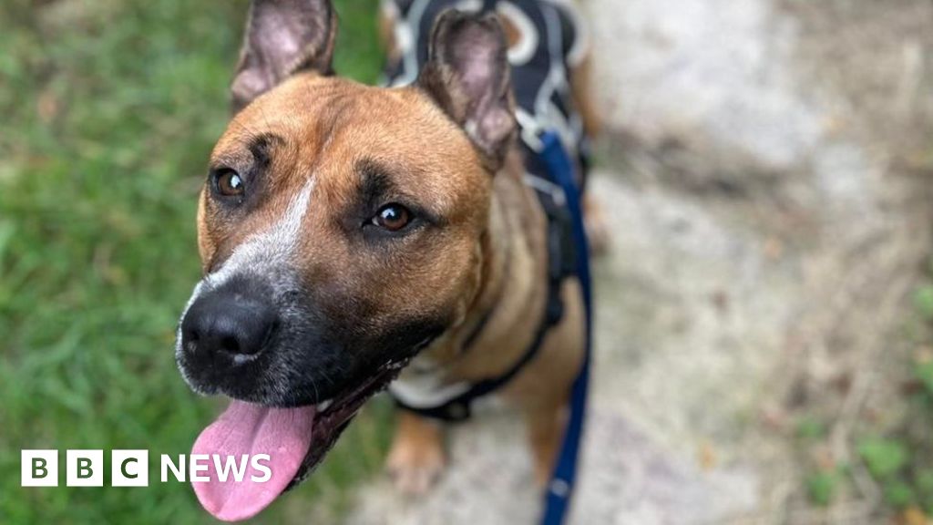 RSPCA Lancashire East Shelter Saved: £50k Donations Secure Future